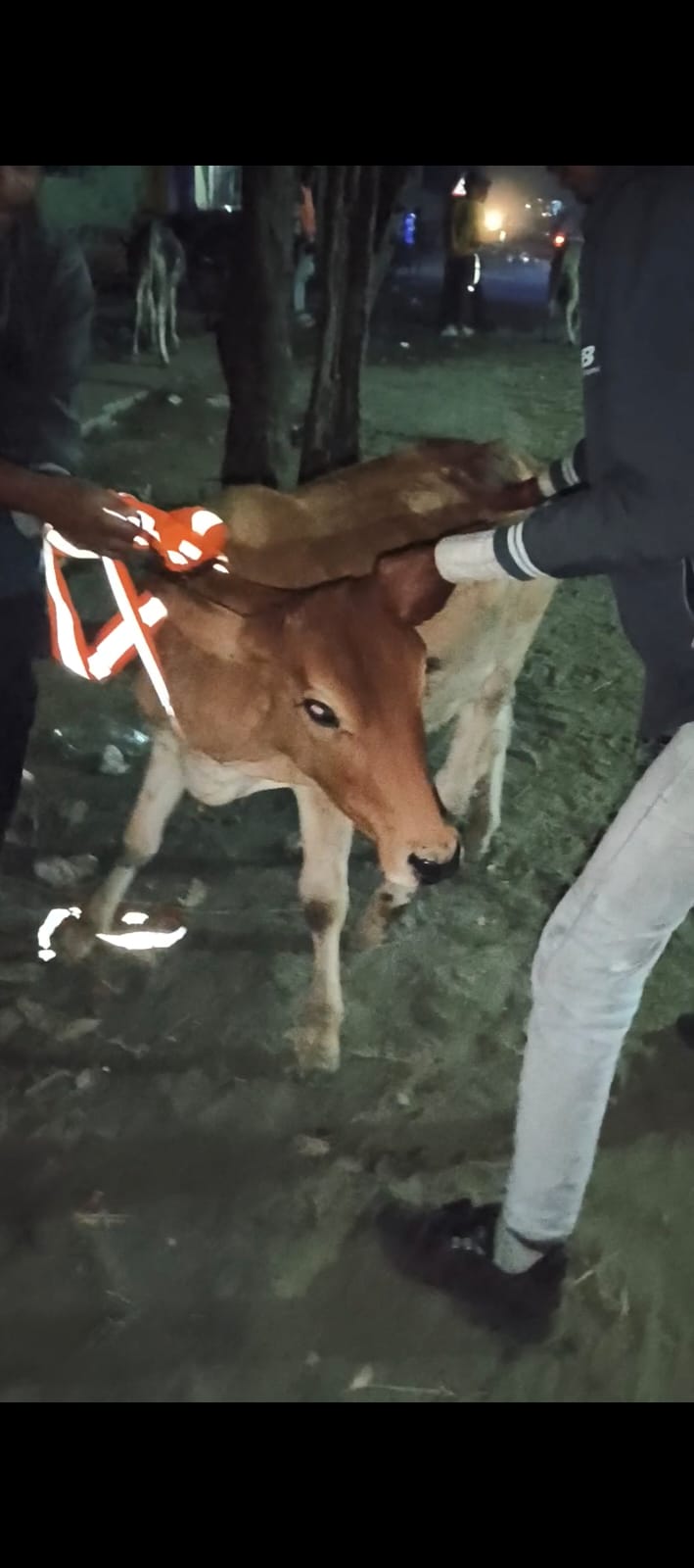 बेसहारा पशुओं की सुरक्षा हेतु रेडियम पट्टी अभियान – बिजुआ