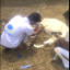 Animal Support
